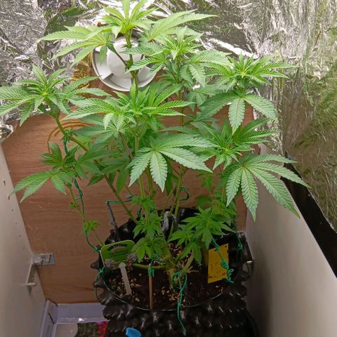 Bud Voyage Fat Bastard Fem growlog timeline photo
