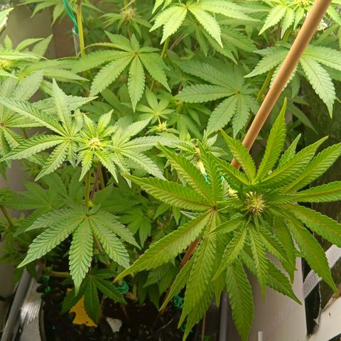 Bud Voyage Fat Bastard Fem growlog timeline photo