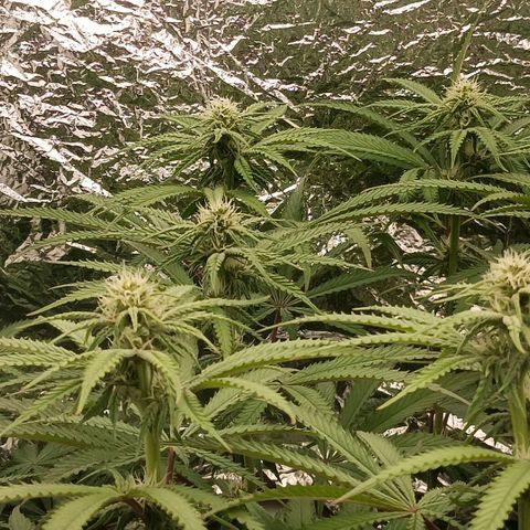 Nasha Genetics Pineapple Gas x Blue Zushi + Grape Gas x Cherry Marker growlog timeline photo
