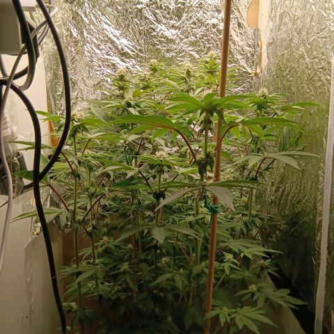 Bud Voyage Fat Bastard Fem growlog timeline photo