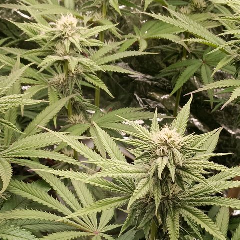 Nasha Genetics Pineapple Gas x Blue Zushi + Grape Gas x Cherry Marker growlog timeline photo