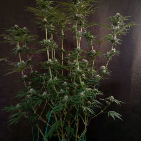 Nasha Genetics Pineapple Gas x Blue Zushi + Grape Gas x Cherry Marker growlog timeline photo