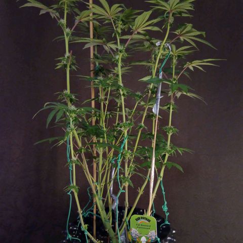 Bud Voyage Fat Bastard Fem growlog timeline photo