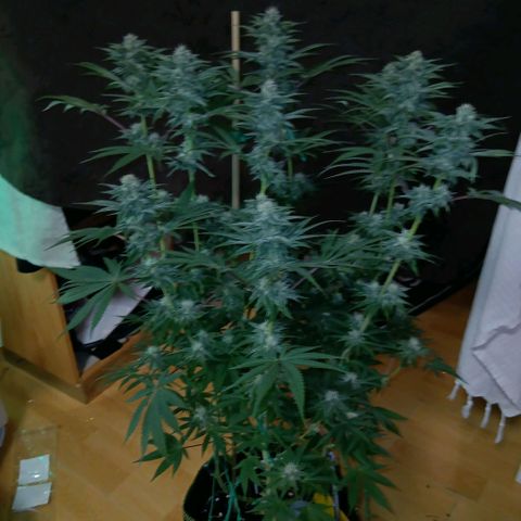 Nasha Genetics Pineapple Gas x Blue Zushi + Grape Gas x Cherry Marker growlog timeline photo