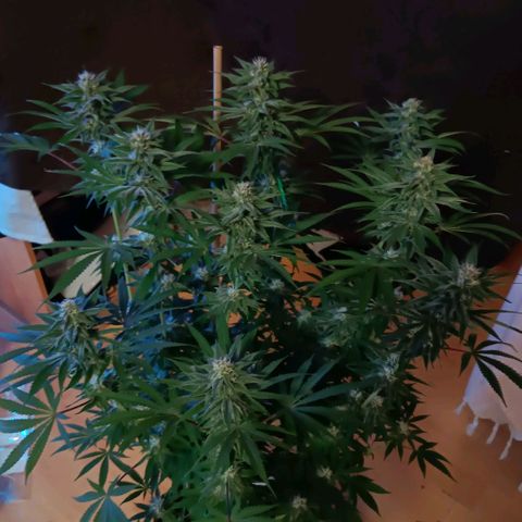 Nasha Genetics Pineapple Gas x Blue Zushi + Grape Gas x Cherry Marker growlog timeline photo