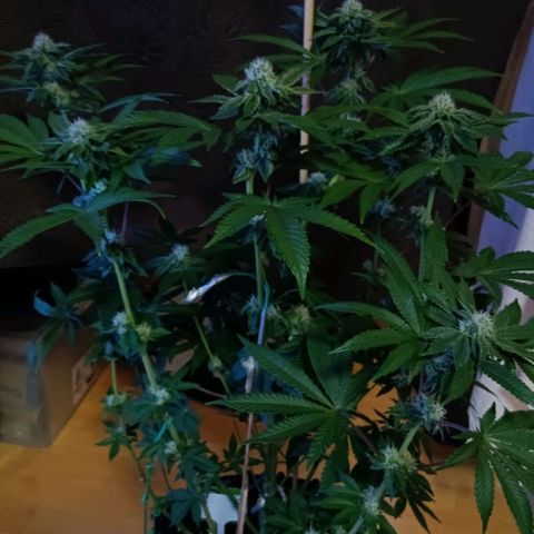 Bud Voyage Fat Bastard Fem growlog timeline photo