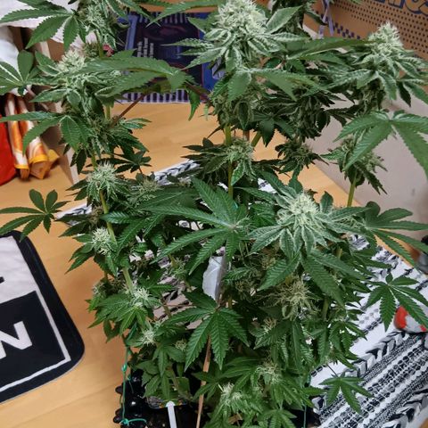 Bud Voyage Fat Bastard Fem growlog timeline photo