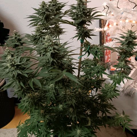 Nasha Genetics Pineapple Gas x Blue Zushi + Grape Gas x Cherry Marker growlog timeline photo