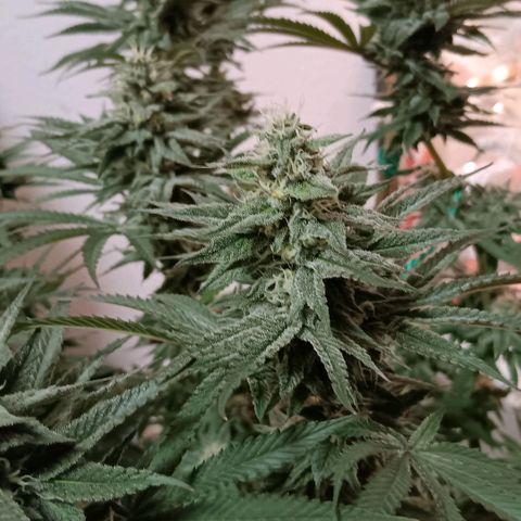 Nasha Genetics Pineapple Gas x Blue Zushi + Grape Gas x Cherry Marker growlog timeline photo