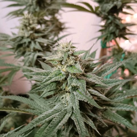 Nasha Genetics Pineapple Gas x Blue Zushi + Grape Gas x Cherry Marker growlog timeline photo