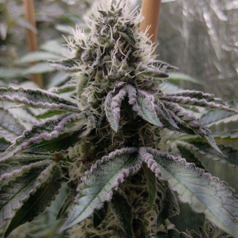 Bud Voyage Fat Bastard Fem growlog timeline photo