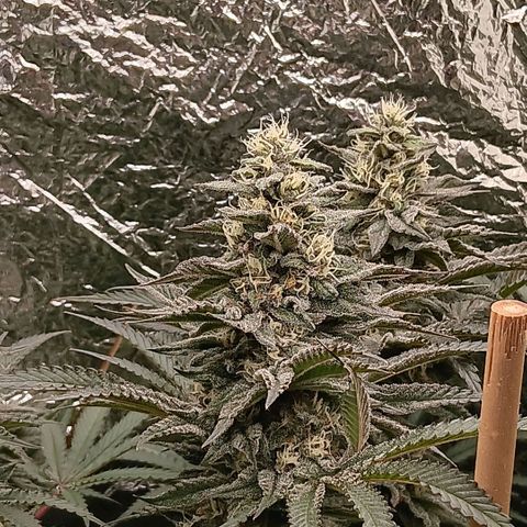 Nasha Genetics Pineapple Gas x Blue Zushi + Grape Gas x Cherry Marker growlog timeline photo