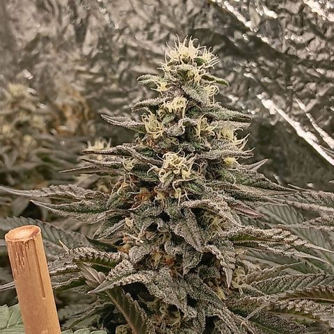 Nasha Genetics Pineapple Gas x Blue Zushi + Grape Gas x Cherry Marker growlog timeline photo