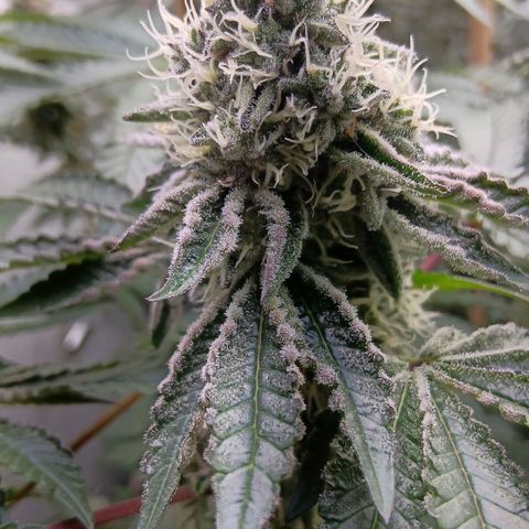 Bud Voyage Fat Bastard Fem growlog timeline photo