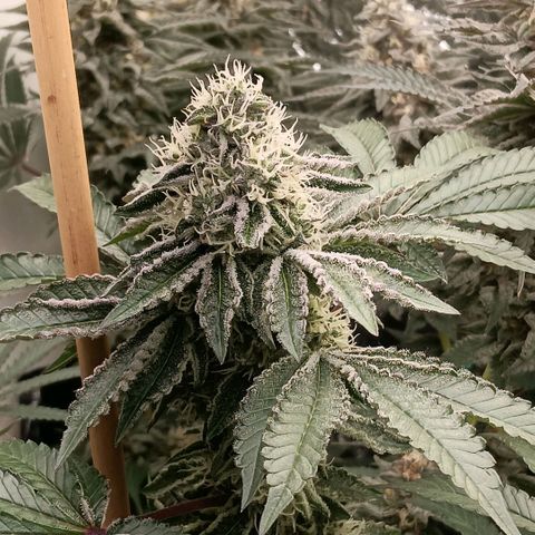 Bud Voyage Fat Bastard Fem growlog timeline photo