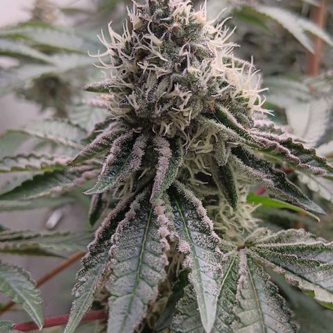 Bud Voyage Fat Bastard Fem growlog timeline photo