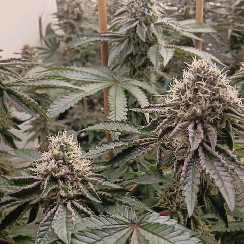 Bud Voyage Fat Bastard Fem growlog timeline photo