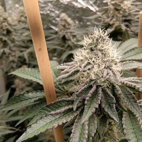 Bud Voyage Fat Bastard Fem growlog timeline photo