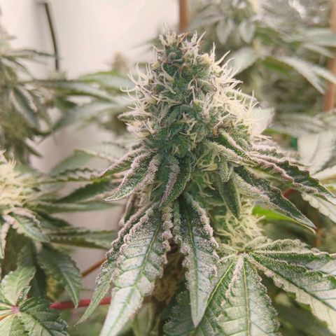Bud Voyage Fat Bastard Fem growlog timeline photo