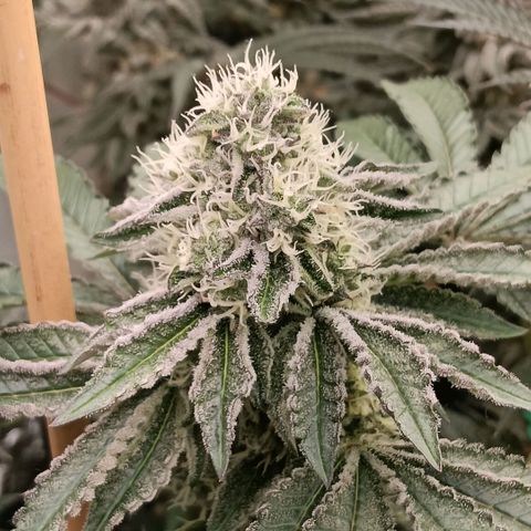 Bud Voyage Fat Bastard Fem growlog timeline photo