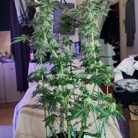 Bud Voyage Fat Bastard Fem growlog timeline photo