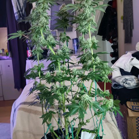 Bud Voyage Fat Bastard Fem growlog timeline photo