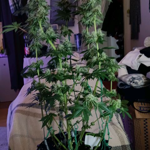 Bud Voyage Fat Bastard Fem growlog timeline photo
