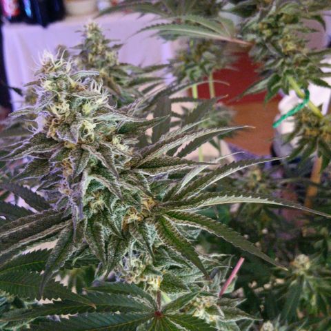 Nasha Genetics Pineapple Gas x Blue Zushi + Grape Gas x Cherry Marker growlog timeline photo
