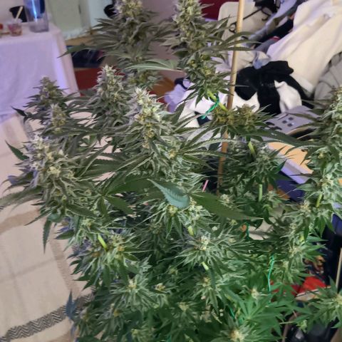 Nasha Genetics Pineapple Gas x Blue Zushi + Grape Gas x Cherry Marker growlog timeline photo