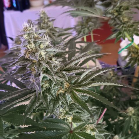 Nasha Genetics Pineapple Gas x Blue Zushi + Grape Gas x Cherry Marker growlog timeline photo
