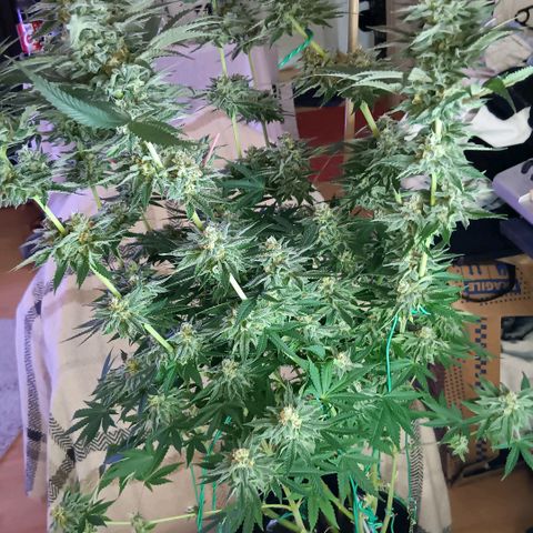 Nasha Genetics Pineapple Gas x Blue Zushi + Grape Gas x Cherry Marker growlog timeline photo