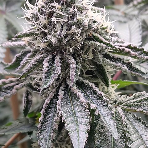 Bud Voyage Fat Bastard Fem growlog timeline photo