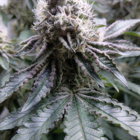 Bud Voyage Fat Bastard Fem growlog timeline photo