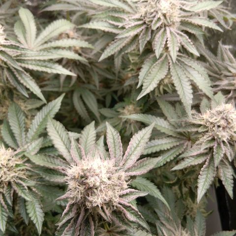 Bud Voyage Fat Bastard Fem growlog timeline photo