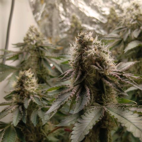 Bud Voyage Fat Bastard Fem growlog timeline photo