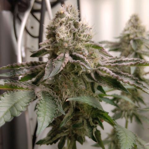 Bud Voyage Fat Bastard Fem growlog timeline photo