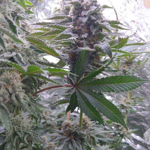 Nasha Genetics Pineapple Gas x Blue Zushi + Grape Gas x Cherry Marker growlog timeline photo