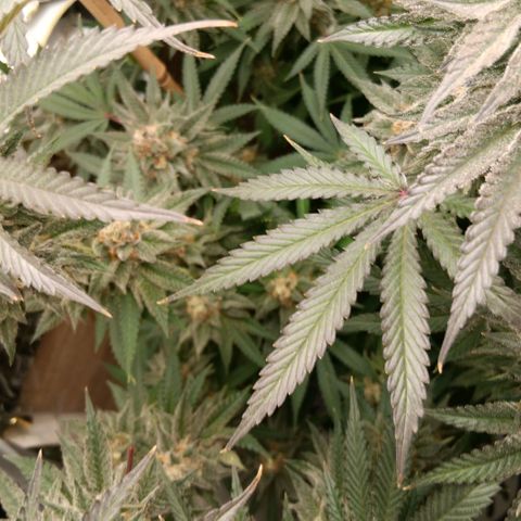 Nasha Genetics Pineapple Gas x Blue Zushi + Grape Gas x Cherry Marker growlog timeline photo
