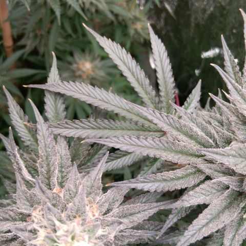 Nasha Genetics Pineapple Gas x Blue Zushi + Grape Gas x Cherry Marker growlog timeline photo