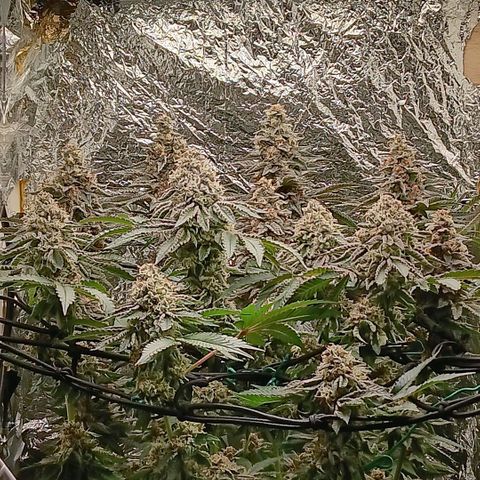 Bud Voyage Fat Bastard Fem growlog timeline photo