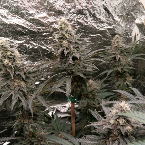 Nasha Genetics Pineapple Gas x Blue Zushi + Grape Gas x Cherry Marker growlog timeline photo