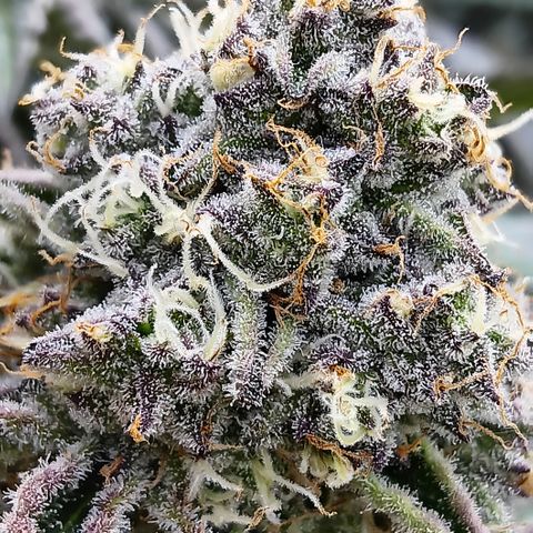 Bud Voyage Fat Bastard Fem growlog timeline photo