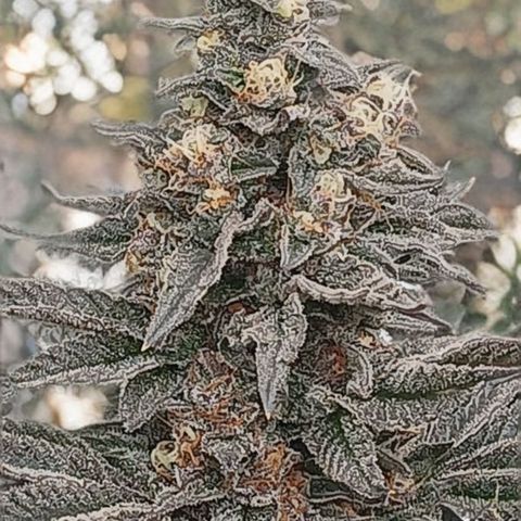 Nasha Genetics Pineapple Gas x Blue Zushi + Grape Gas x Cherry Marker growlog timeline photo