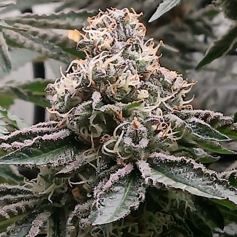 Bud Voyage Fat Bastard Fem growlog timeline photo