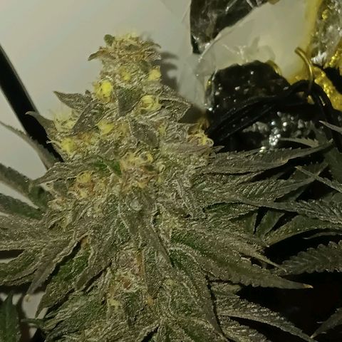 Nasha Genetics Pineapple Gas x Blue Zushi + Grape Gas x Cherry Marker growlog timeline photo