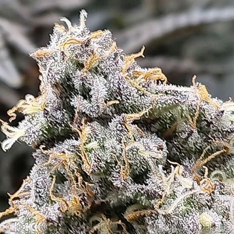 Bud Voyage Fat Bastard Fem growlog timeline photo