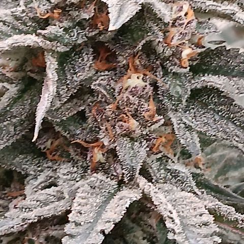 Nasha Genetics Pineapple Gas x Blue Zushi + Grape Gas x Cherry Marker growlog timeline photo