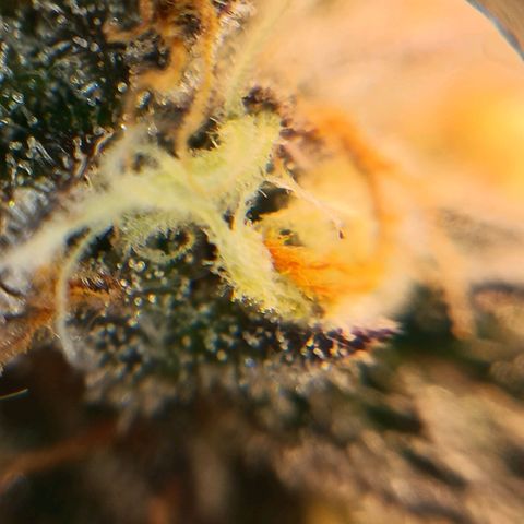 Nasha Genetics Pineapple Gas x Blue Zushi + Grape Gas x Cherry Marker growlog timeline photo