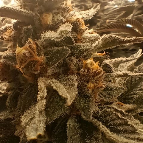 Nasha Genetics Pineapple Gas x Blue Zushi + Grape Gas x Cherry Marker growlog timeline photo