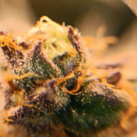Nasha Genetics Pineapple Gas x Blue Zushi + Grape Gas x Cherry Marker growlog timeline photo